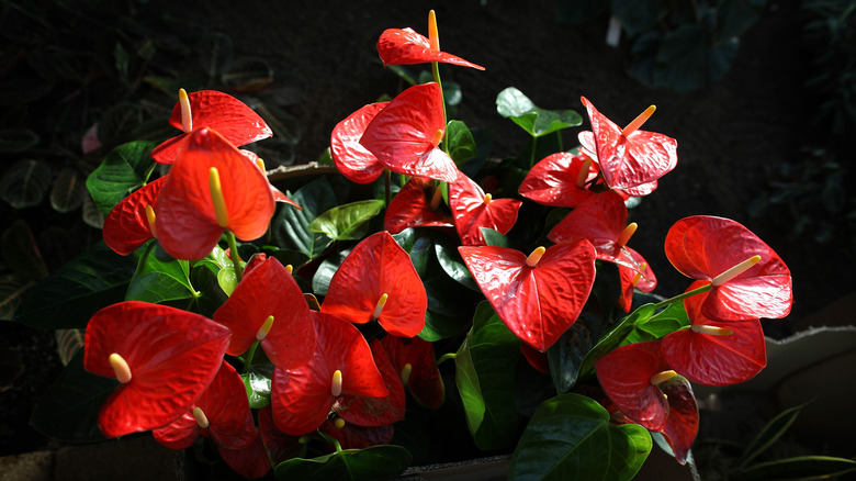 Bright red anthurium flowers