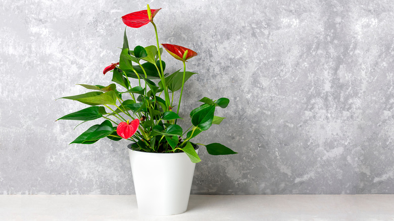 Pink anthurium in white pot