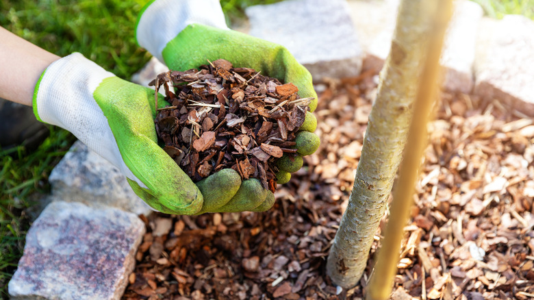 Garden gloves in mulch with tree