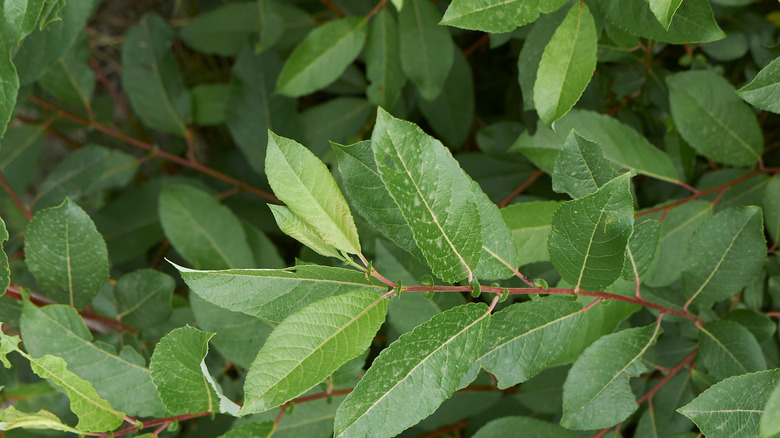 Pussy willow leaves close-up