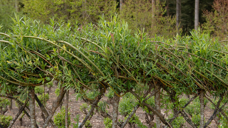 Living willow fence