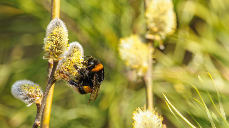 Bee on pussy willow blossom