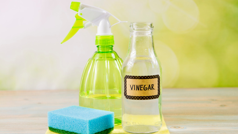 Vinegar, sponge, and spray bottle