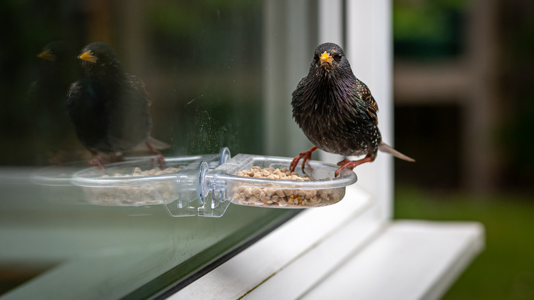 bird feeder