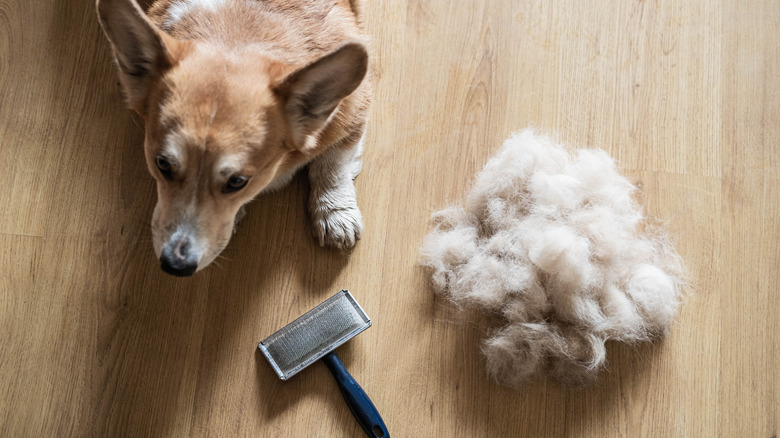 Dog lying next to pile of fur