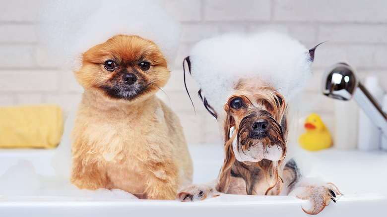 Two dogs taking a bath