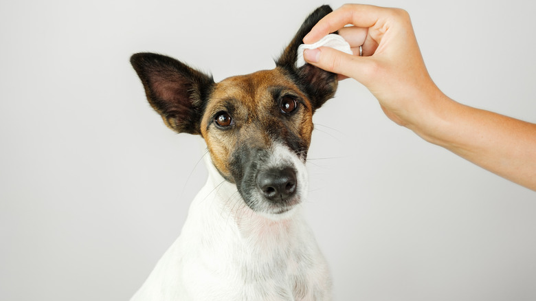 Person cleaning dog's ears