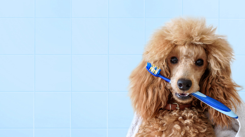 Dog holding toothbrush in mouth