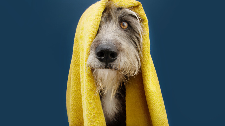 Dog draped in towel