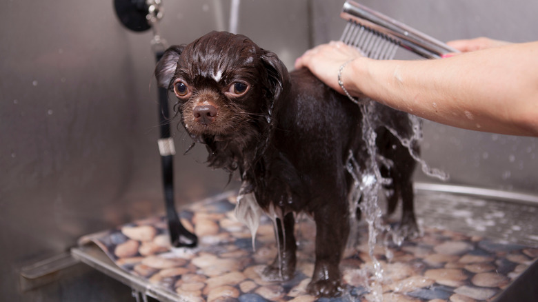 Person rinsing dog