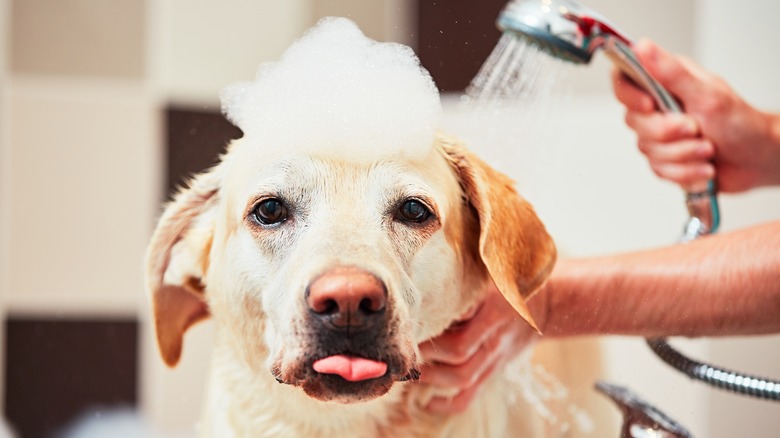 Person spraying dog in bath