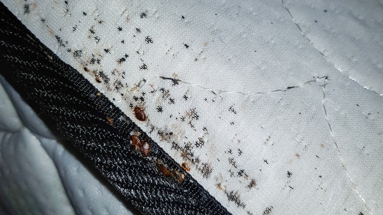 bedbug waste on mattress
