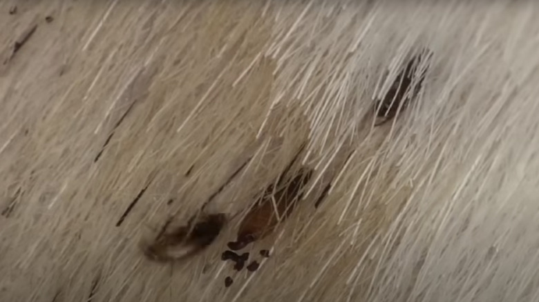 fleas and flea dirt on pet 