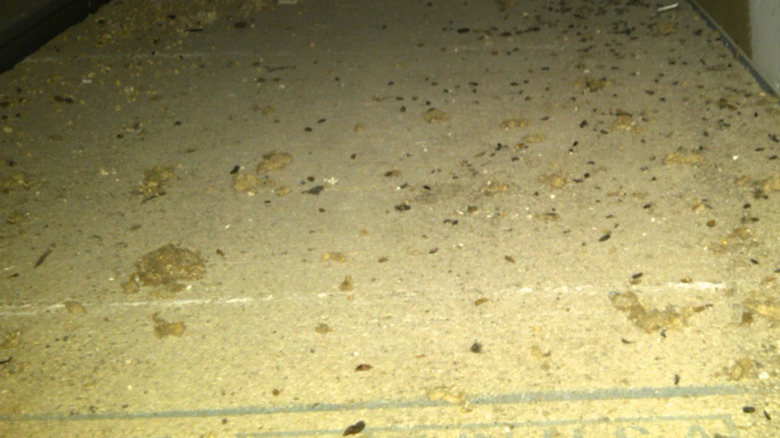 mouse droppings on floor