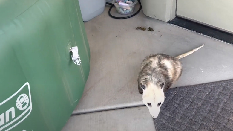 Opossum with poop on patio