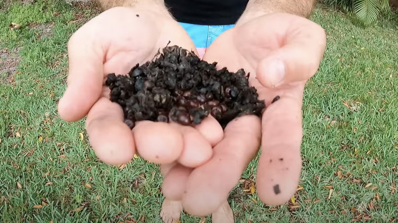 man holding raccoon waste 