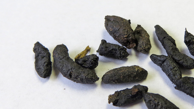 large dark droppings on white background