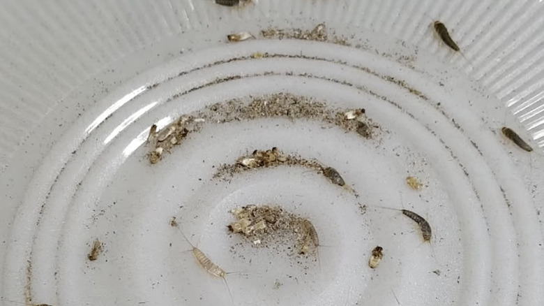 silverfish and waste on dish