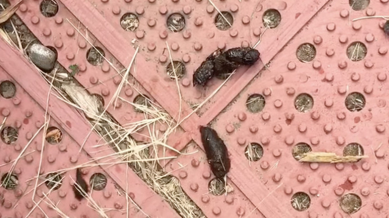 skunk poop on red background