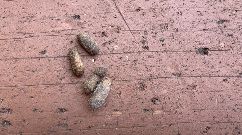 Squirrel poop on brick