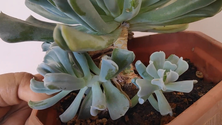 offshoots on base of echeveria