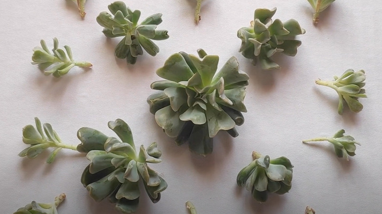 echeveria offshoots sitting to dry