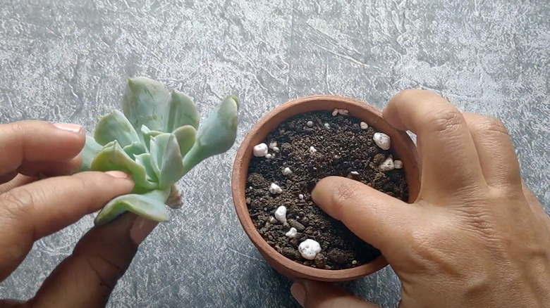 planting propagated echeveria in pot