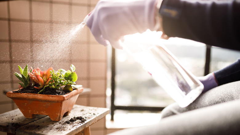 spray bottle watering succulents