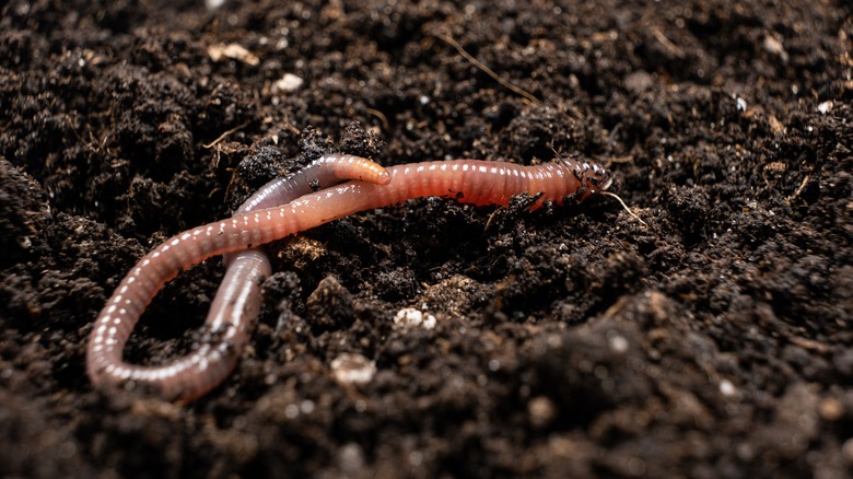 earthworm in topsoil