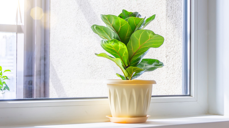 Ficus lyrata bambino by window