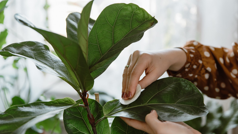 Person cleaning fiddle leaf fig