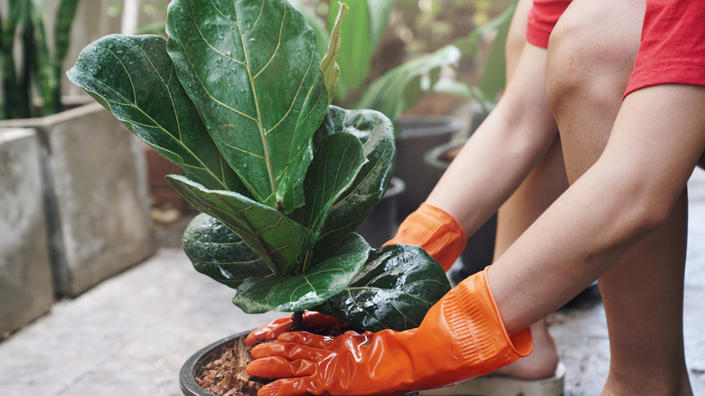 Person repotting fiddle leaf fig