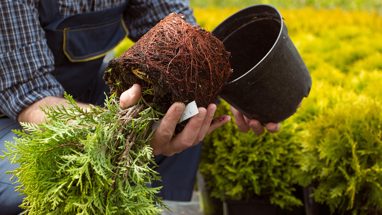 Person removing tree from container