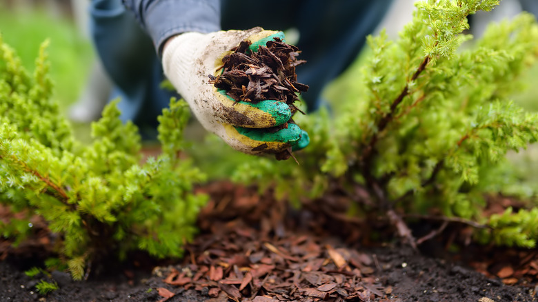 Adding mulch to garden