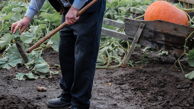 Man with hoe in pumpkin patch
