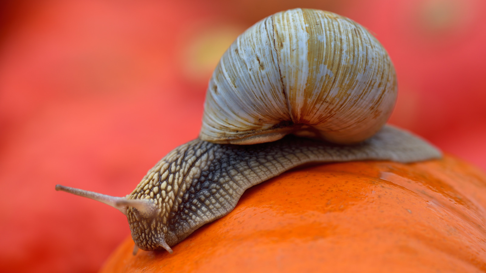 how-to-protect-pumpkins-from-snails-and-slugs-in-the-garden