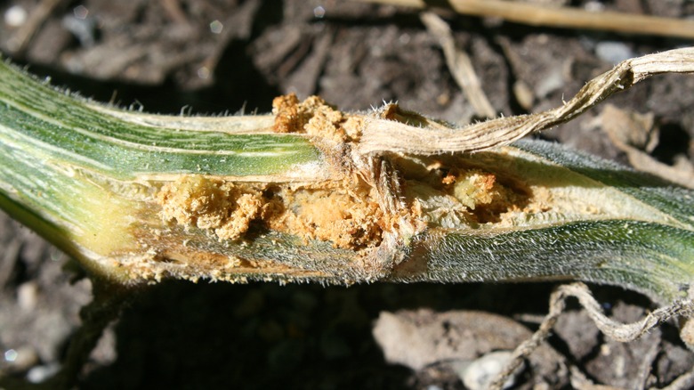 Vine borers ruining pumpkin plant