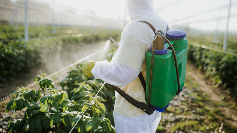 person spraying lawn with fertilizer