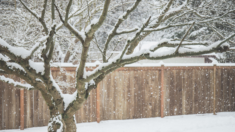 Snow on a tree inside of a fenced-in yard