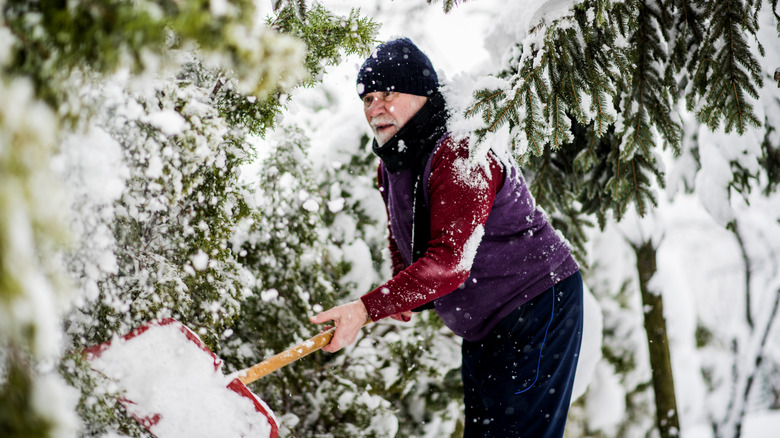 Man removing snow from trees