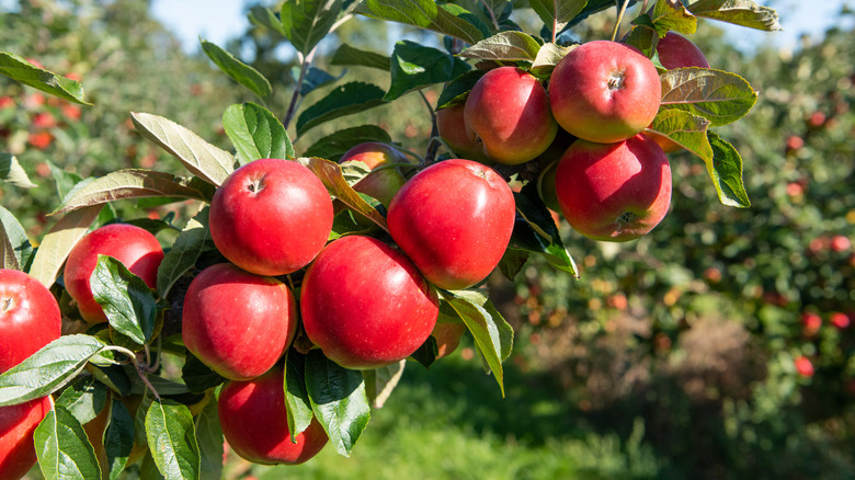 apple tree bough