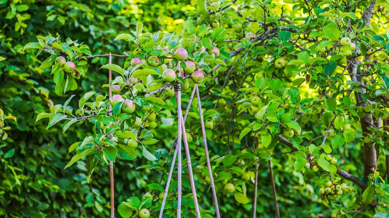 staking apple trees