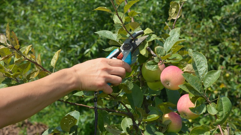 pruning apple tree