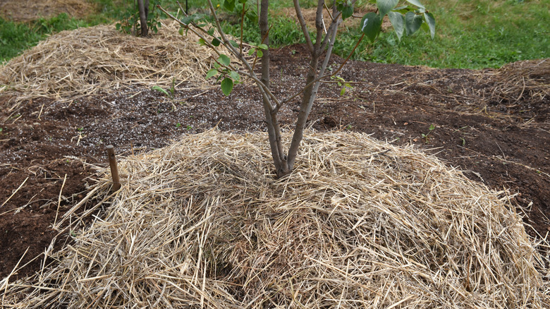 Straw around the base of a lilac tree