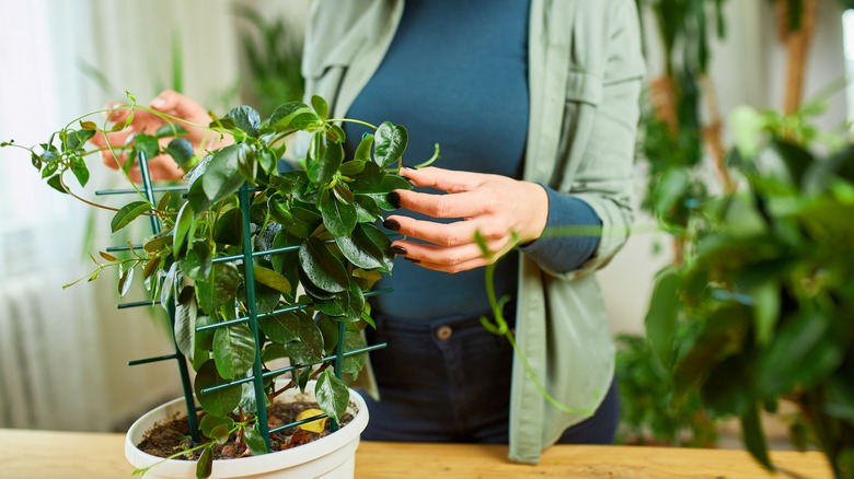 caring for indoor mandevilla plant