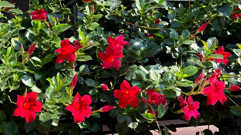 flowering mandevilla vine plant