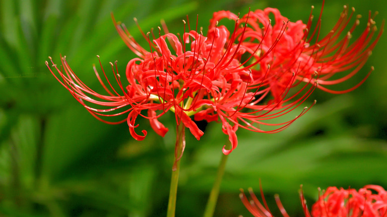 red spider lily