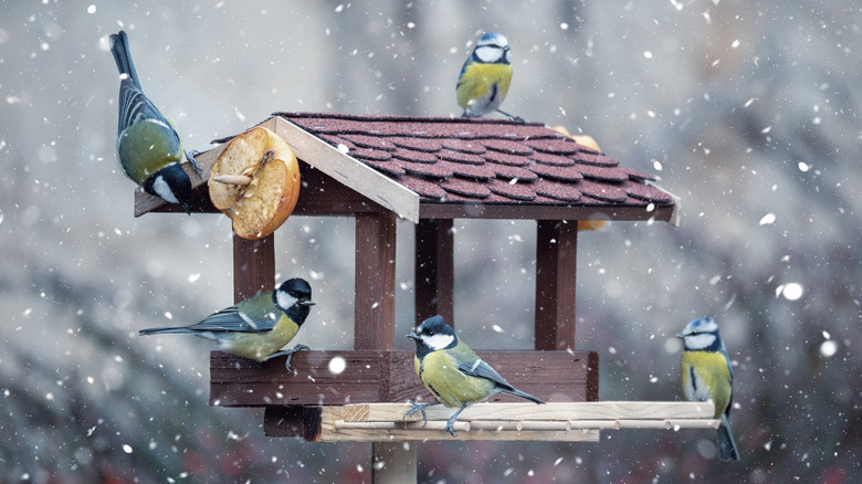 bird feeder in winter