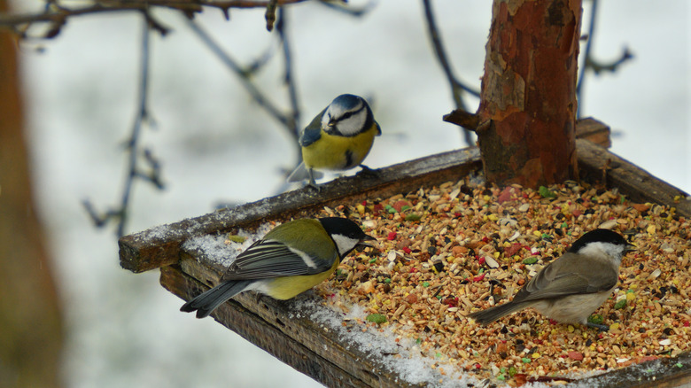 chickadees on feeder