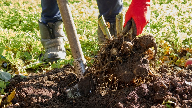 overwintering dahlias 